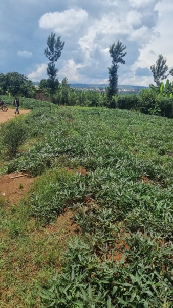 Plot for sale kigali masaka