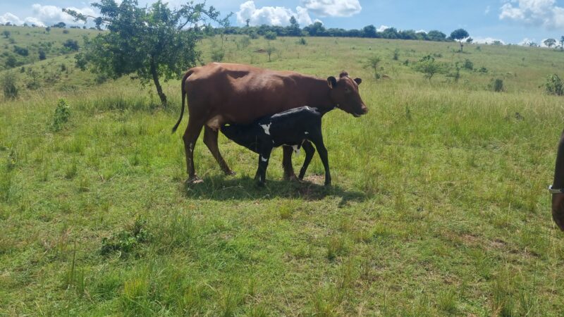 Farm for sale location kayonza