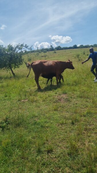 Farm for sale location kayonza