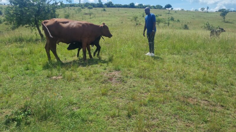 Farm for sale location kayonza