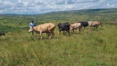 Farm for sale location kayonza