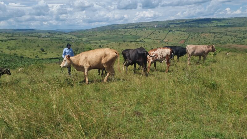 Farm for sale location kayonza