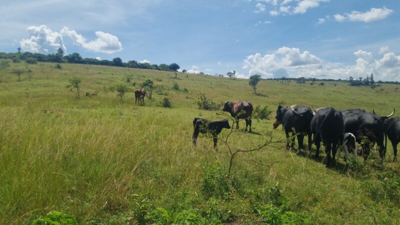 Farm for sale location kayonza