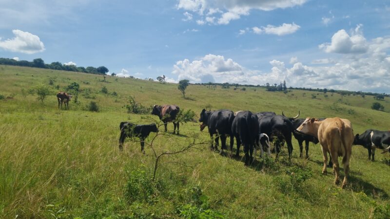 Farm for sale location kayonza