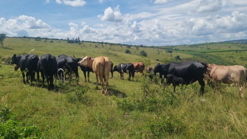 Farm for sale location kayonza