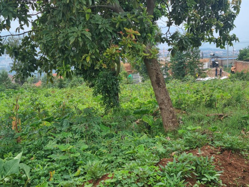 Norvege plot for sale 2000sqm