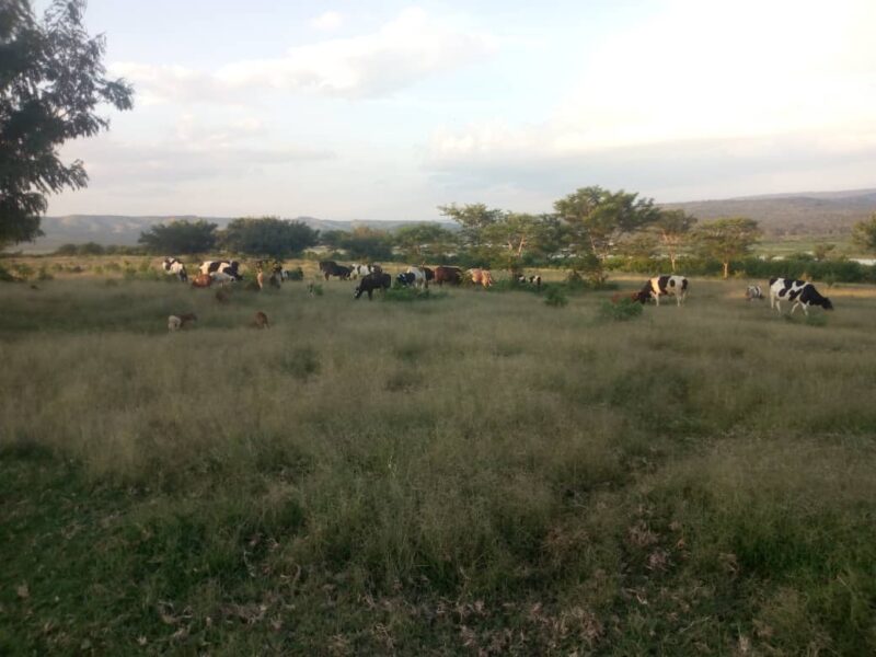 MUHAZI RWAMAGANA LAND FOR SALE