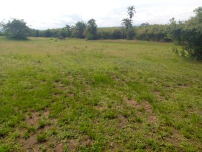 80hactares for sale Kayonza ndego