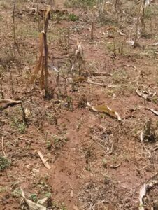 beutiful land for sale at ndera